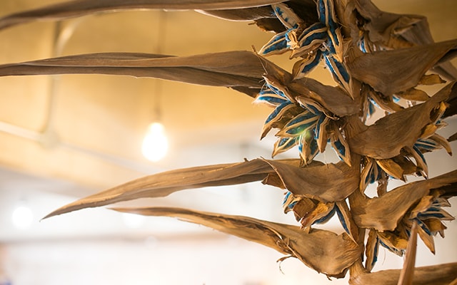 タビビトノキ（Ravenala）