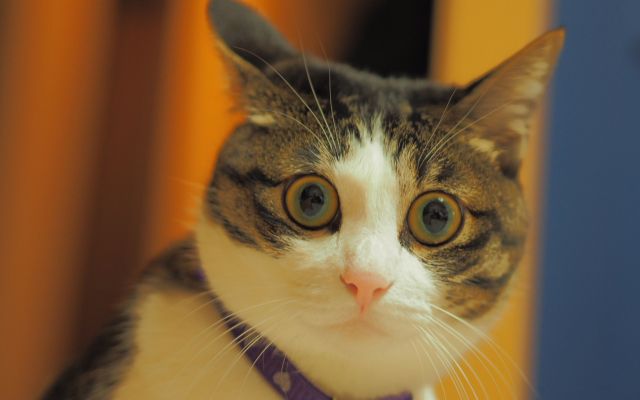 救急車 正しい選択