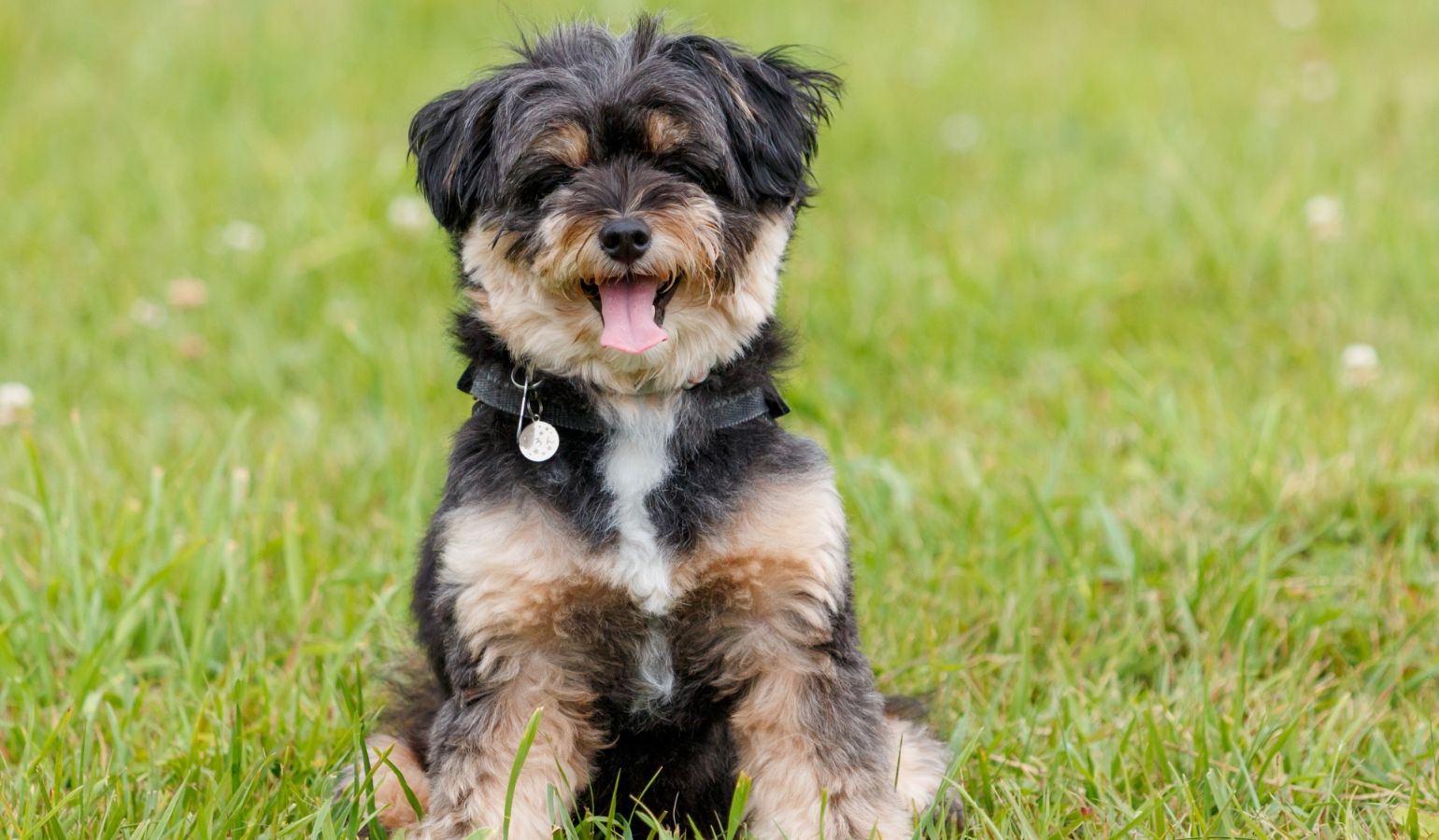 シエンタCMの犬が話題！ 犬種・名前・プロフィールを徹底解説｜出光の
