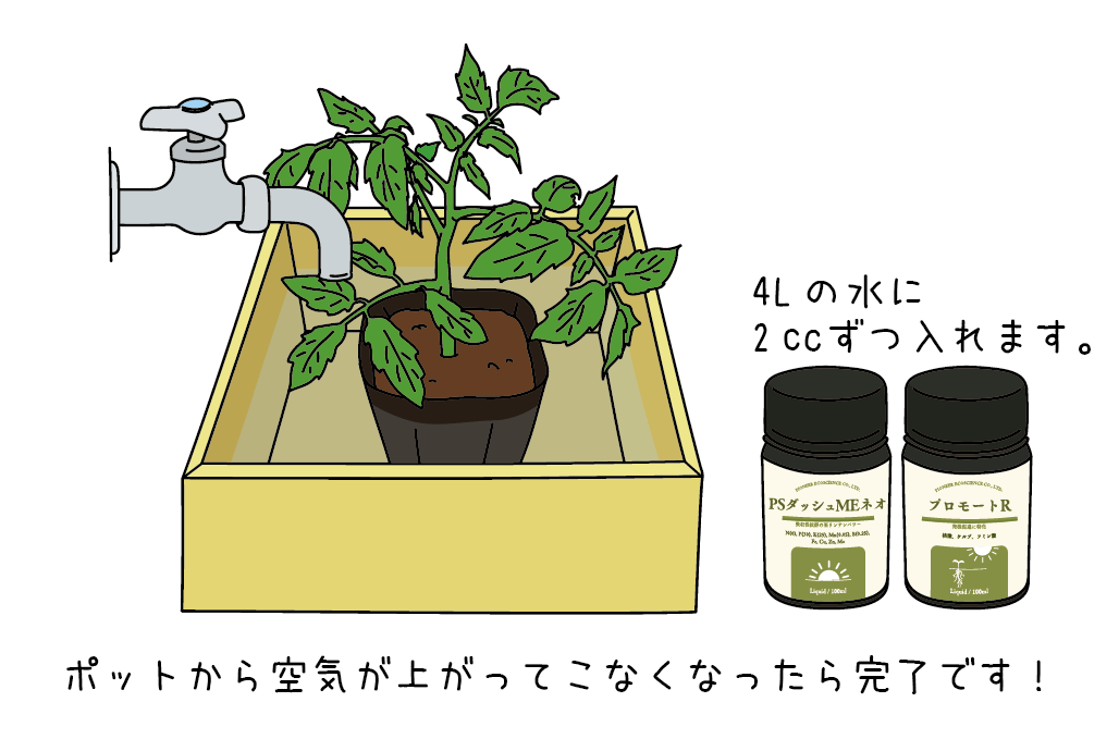 栽培の基本③ 定植編 | サナテックシード（株）｜種苗・農業資材の販売