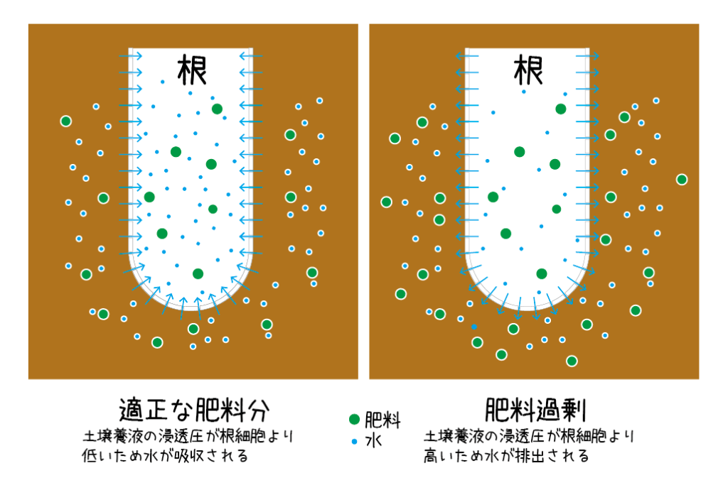 栽培の基本⑤ 脇芽の管理について | サナテックシード（株）｜種苗・農業資材の販売