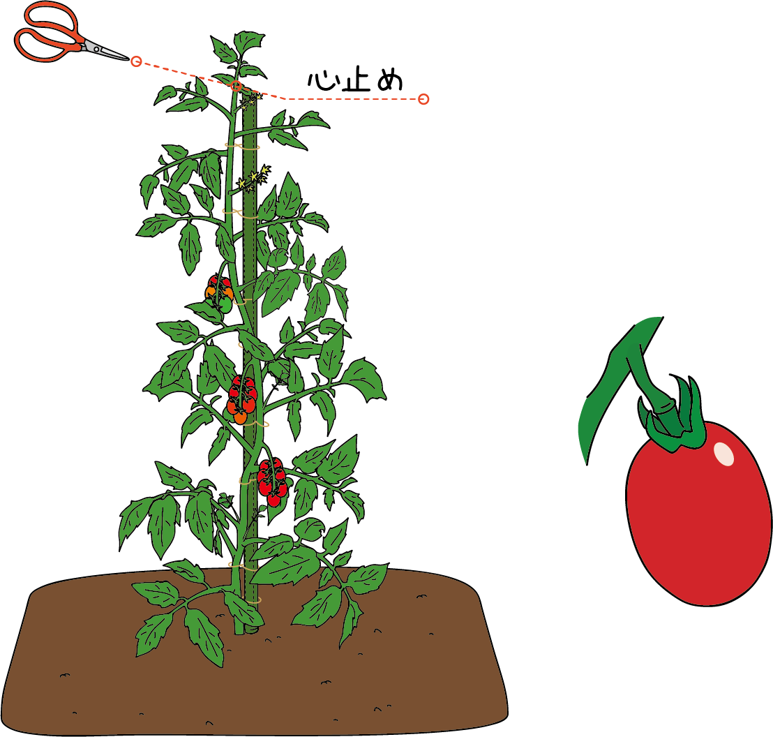 ハイギャバトマト 栽培マニュアル | サナテックシード（株
