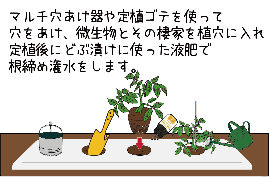 栽培の基本③ 定植編 | サナテックシード（株）｜種苗・農業資材の販売