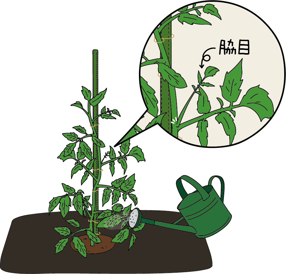 ハイギャバトマト 栽培マニュアル | サナテックシード（株