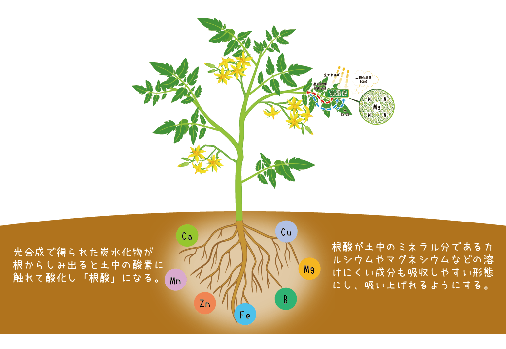 栽培の基本⑤ 脇芽の管理について | サナテックシード（株）｜種苗・農業資材の販売