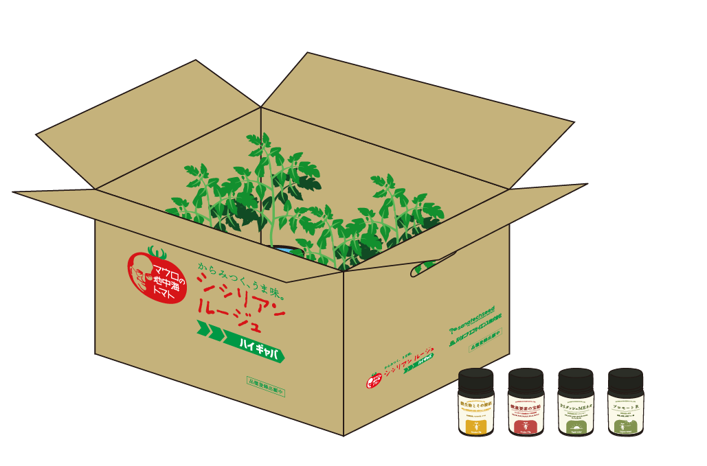 栽培の基本③ 定植編 | サナテックシード（株）｜種苗・農業資材の販売