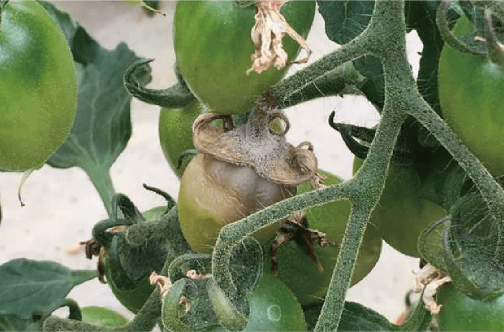 灰色かび病 | サナテックシード（株）｜種苗・農業資材の販売