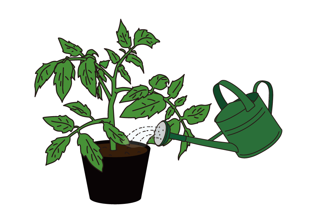 栽培の基本③ 定植編 | サナテックシード（株）｜種苗・農業資材の販売