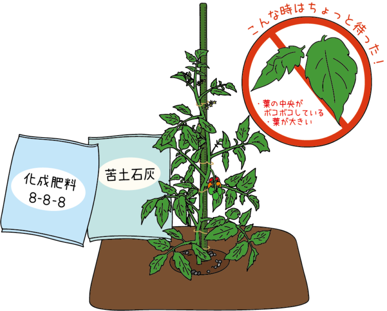 鉢物栽培技術マニュアル 楽天市場】水耕栽培キット 水耕栽培 キット 栽培セット