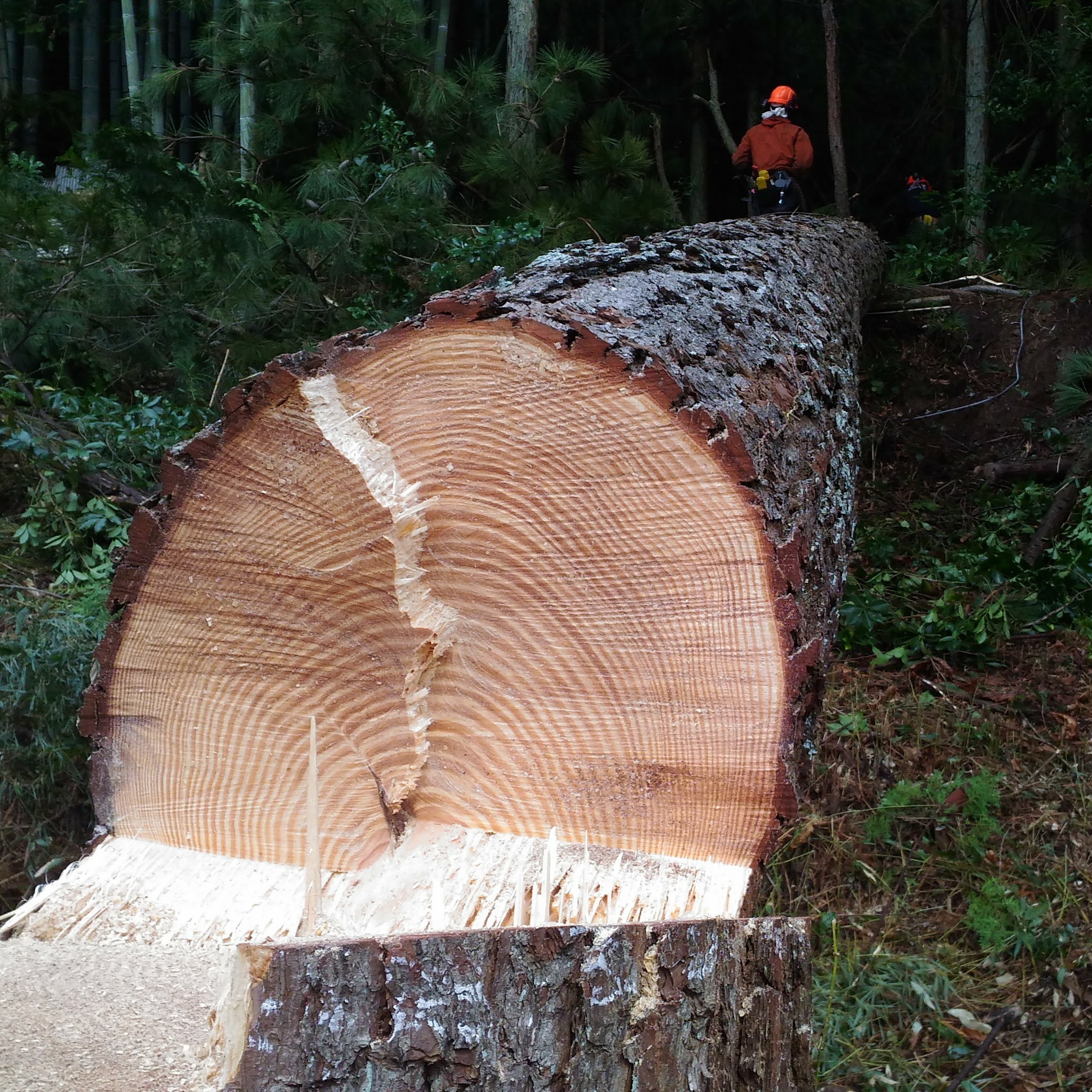 Local Timber