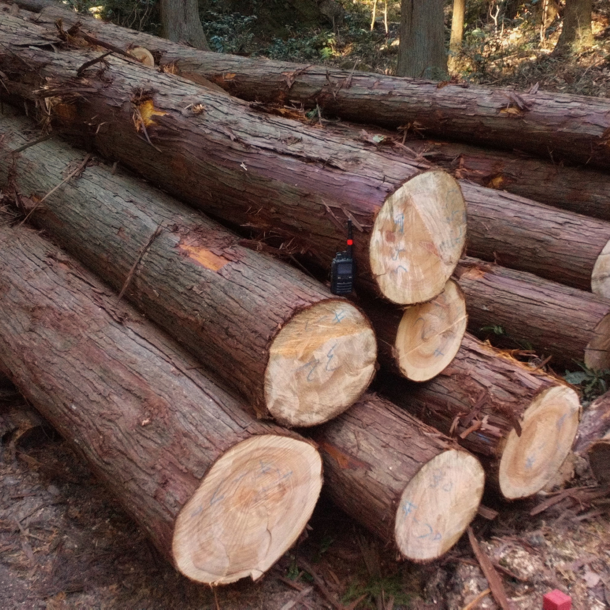 Naturally curved timber