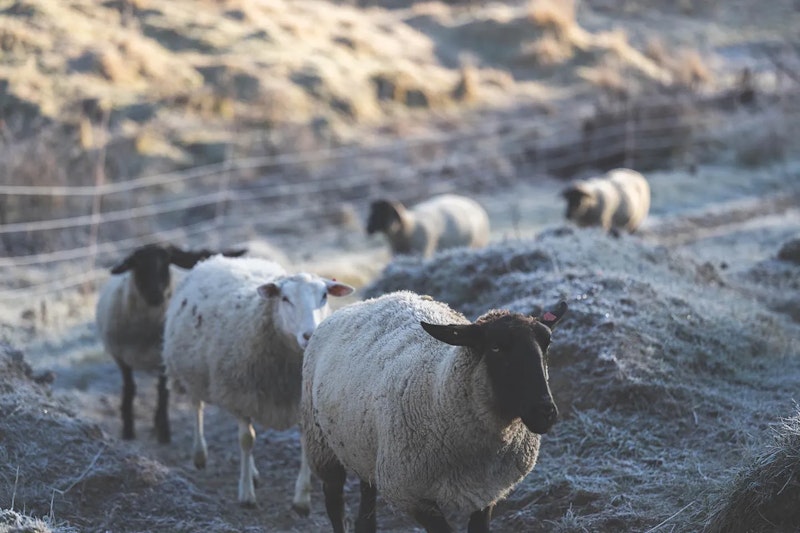 移動する羊たち