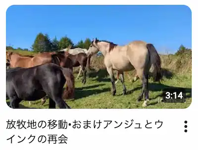 YouTube動画「放牧地の移動・おまけアンジュとウインクの再会」