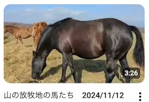 YouTube動画「山の放牧地の馬たち」