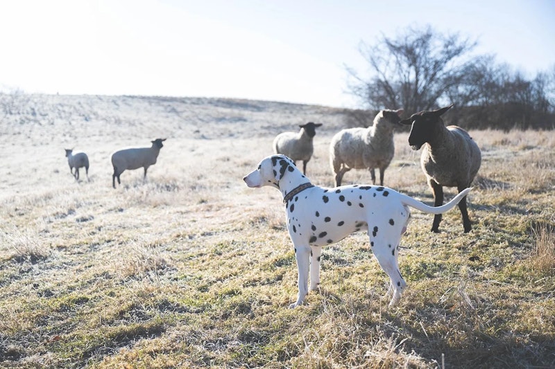 お手伝いダルメシアン2