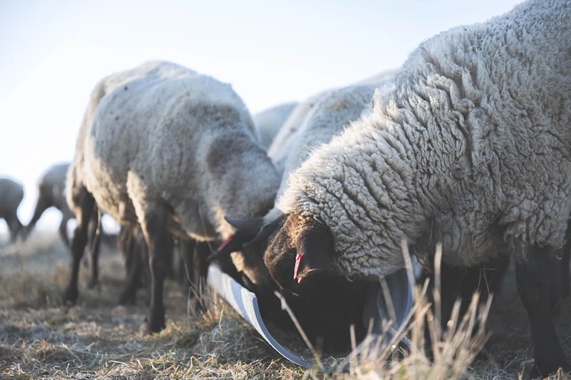 食事する羊たち