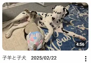 YouTube動画「子羊と子犬」