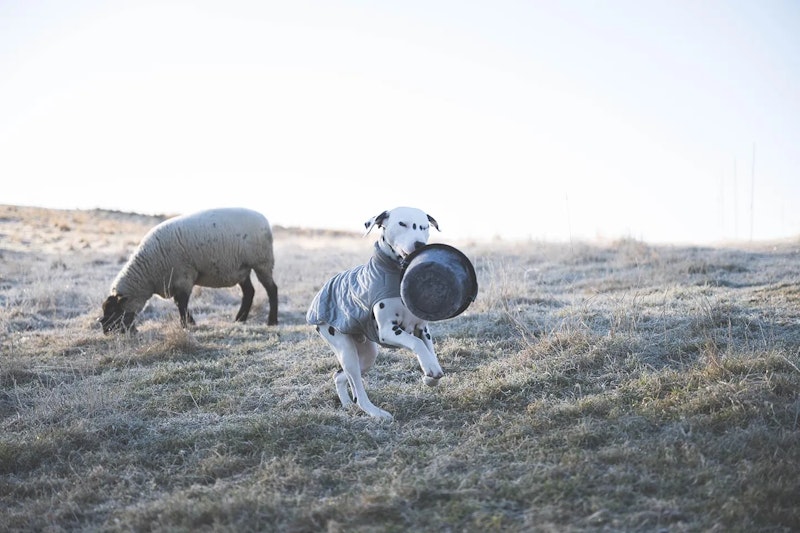お手伝いダルメシアン
