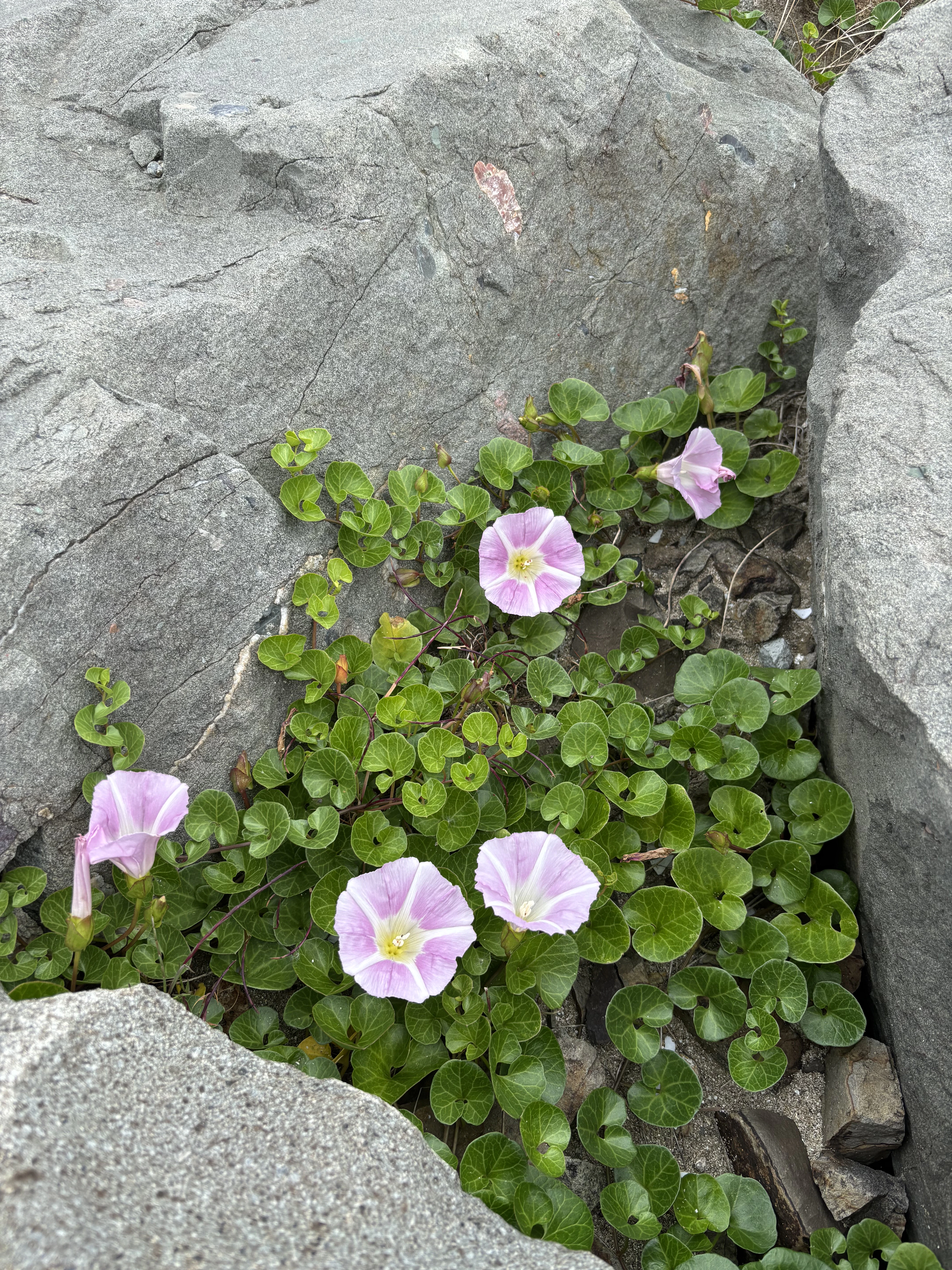 2026年　６月のオープン日🌼