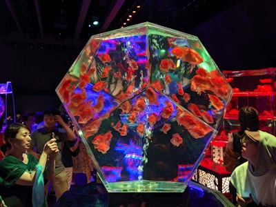 [รีวิว] Art Aquarium 2019 ตู้ปลาทองสุดอาร์ตกลางเมืองโตเกียว