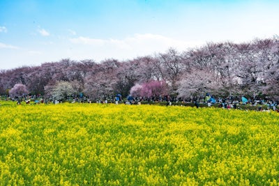 [Travel] ชมซากุระและทุ่งนาโนะฮานะสีชมพูเหลืองที่เมืองซัตเตะ