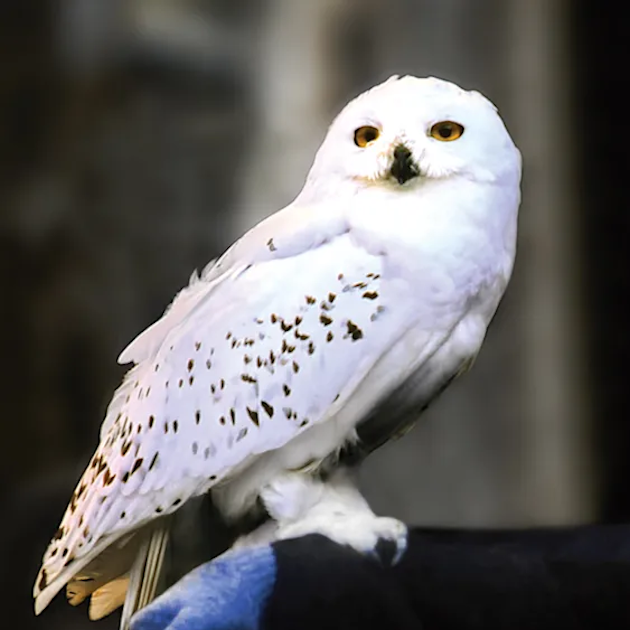 ヘドウィグ | ハリー・ポッター | ワーナー・ブラザース公式サイト