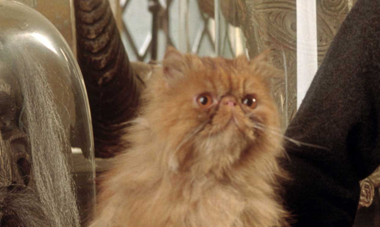 ハリーポッター　クッション　猫 あそんで！クルックシャンクス | ハリー・ポッター マホウドコロ