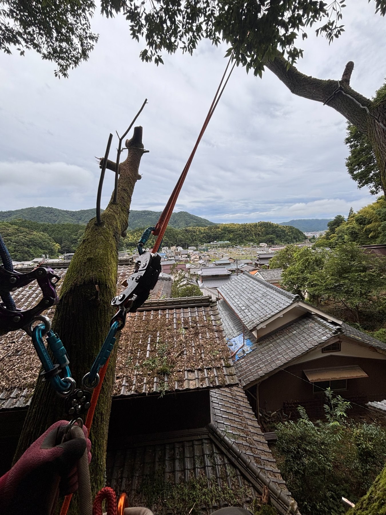 舞鶴市でロープを使ってセンダンを伐採している作業の様子