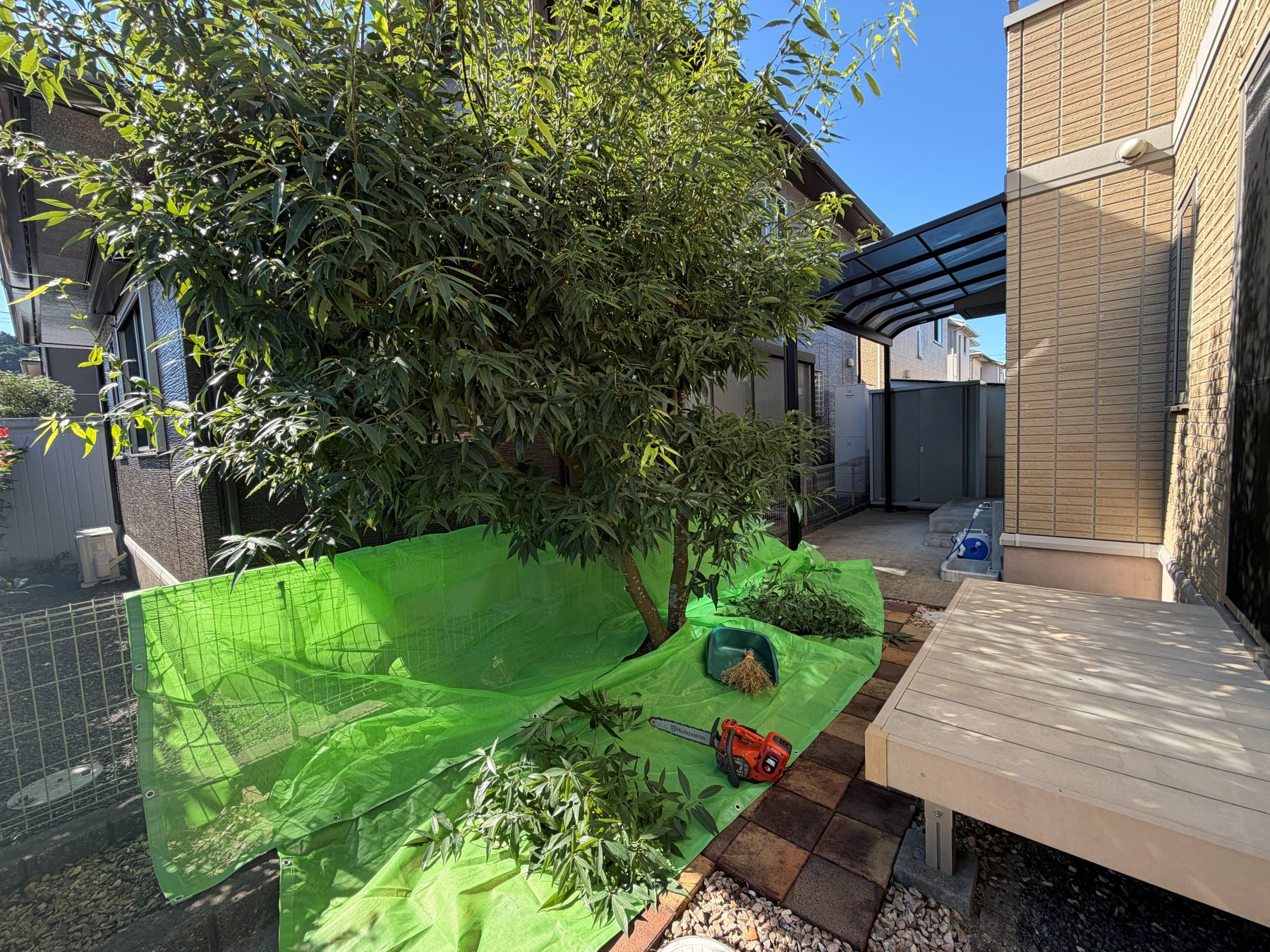 舞鶴市で伐採中の様子