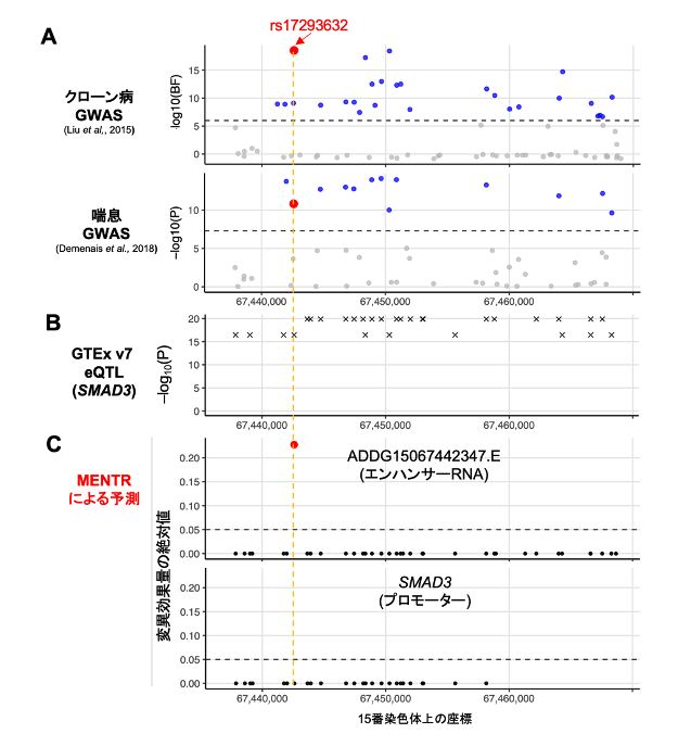 図3　MENTRのピンポイント予測の実例 (A) 連鎖不平衡に依存するGWAS結果（公開データから取得）。 (B) 連鎖不平衡に依存する遺伝子発現に関する量的形質座位（eQTL）解析結果（GTExデータベースから取得）。 (C) MENTRによるピンポイント予測（本研究成果）。