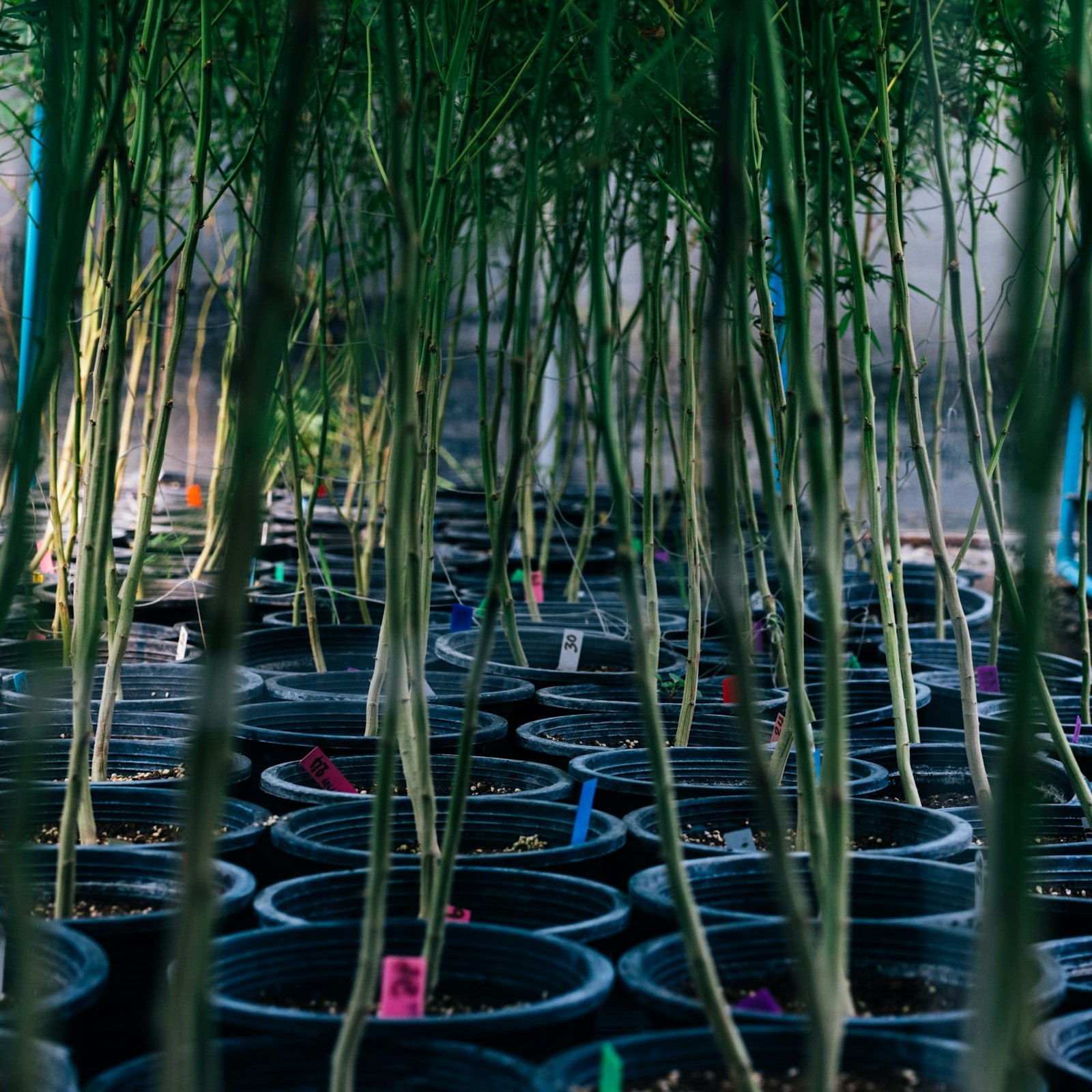 育てるのは命を支える新しい答え、IZUMO GREENが水を作り土を作る理由