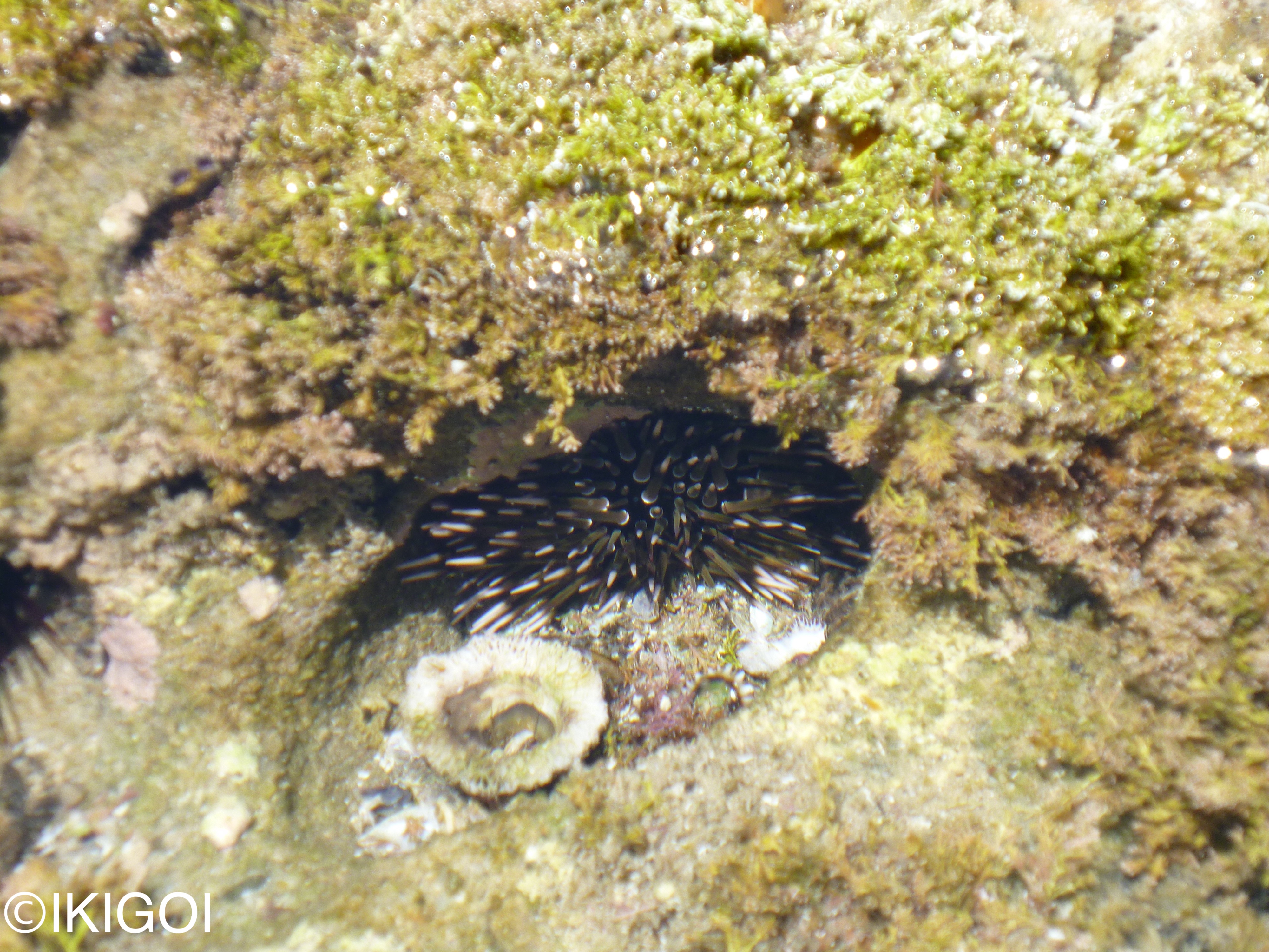 ツマジロナガウニ（端白長海胆）