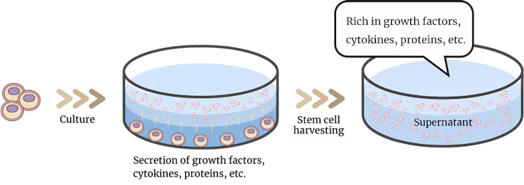 Illustration showing the process from stem cell culture to supernatant collection