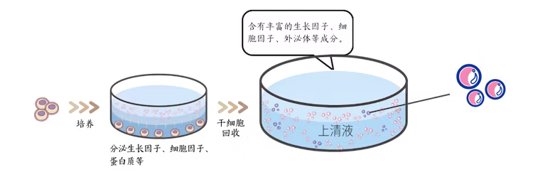 展示从干细胞中提取和精制外泌体过程的示意插图