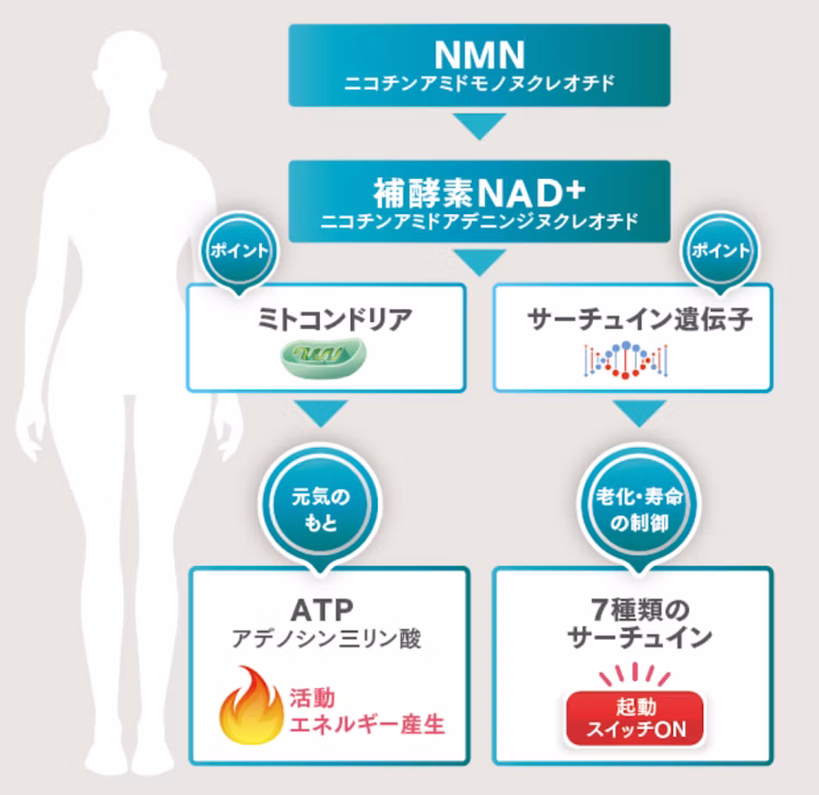 NMNが補酵素NAD+に変換され、ミトコンドリアとサーチュイン遺伝子を介してATP産生と老化・寿命の制御に関わる仕組みを示す図