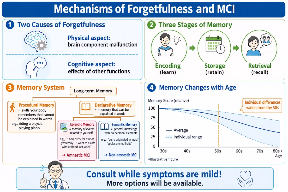 Diagram explaining the mechanisms of forgetfulness and MCI, including causes, memory stages, and age-related memory changes