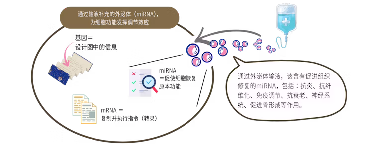 展示外泌体miRNA作用于细胞机制的示意插图