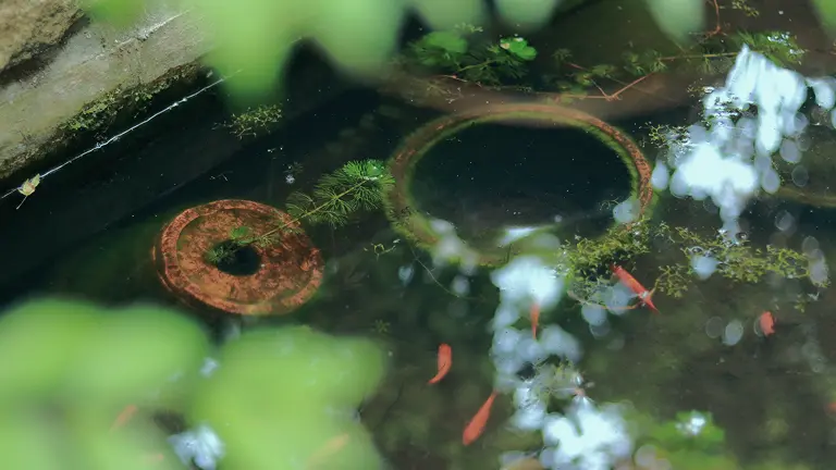 池の中を泳ぐ金魚