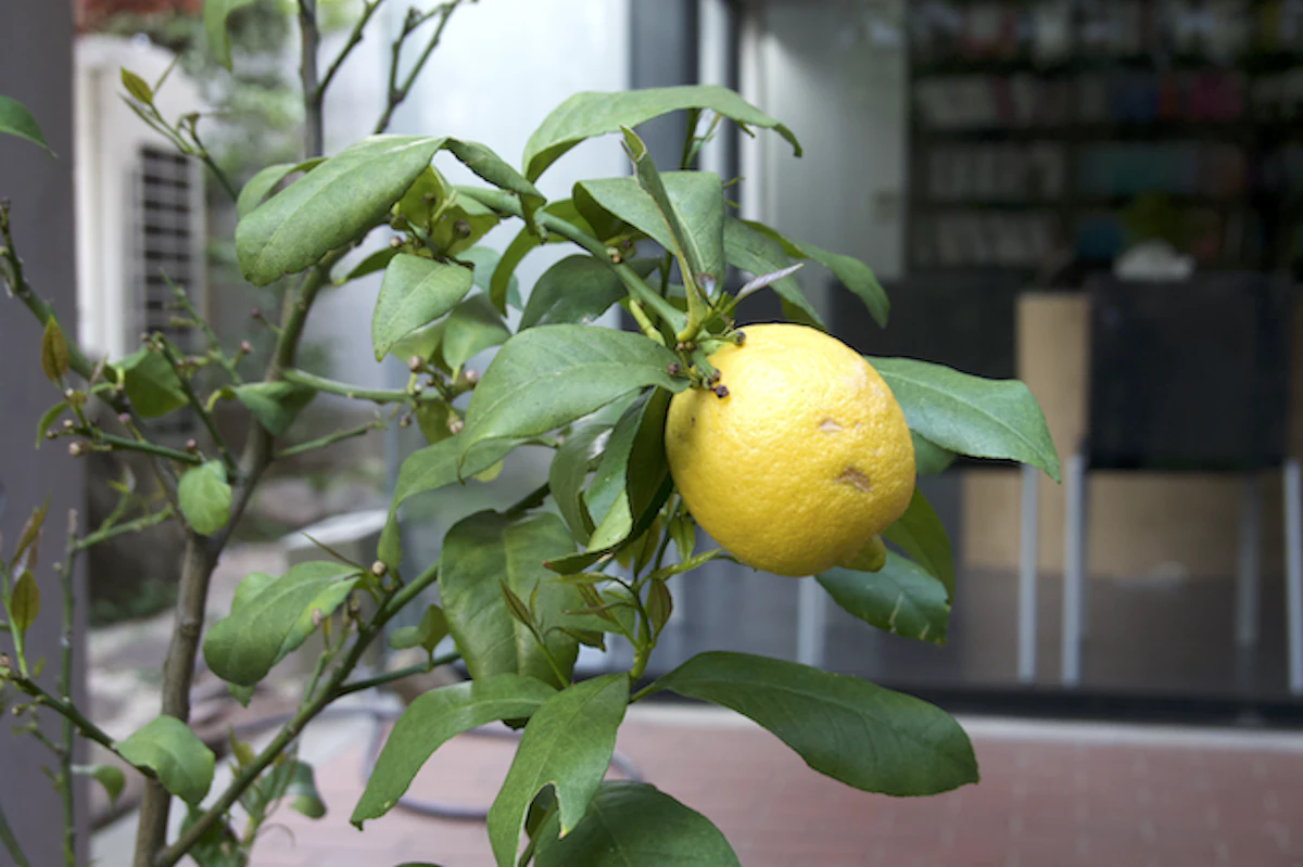 オフィスの庭でレモンを収穫アイキャッチ
