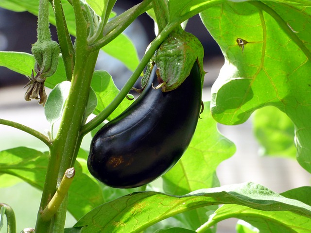 最強夏野菜今が植え時‼️空芯菜苗(5株)ニラ苗(１０