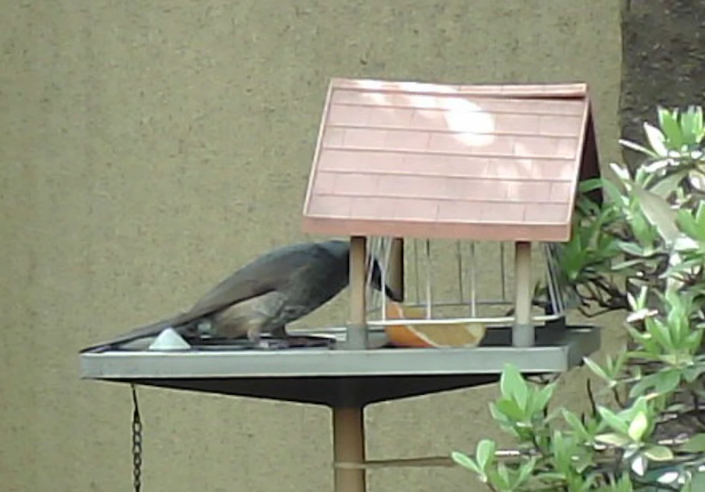 みかんを食べるヒヨドリ