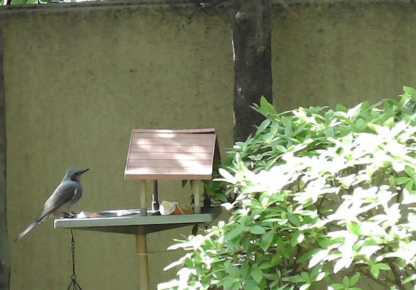 野鳥観察をきっかけに、自社で画像解析の実験を始めてみたアイキャッチ