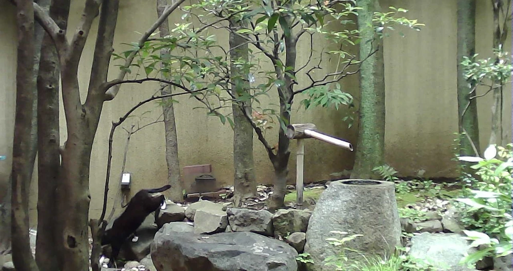 庭を通り過ぎる猫