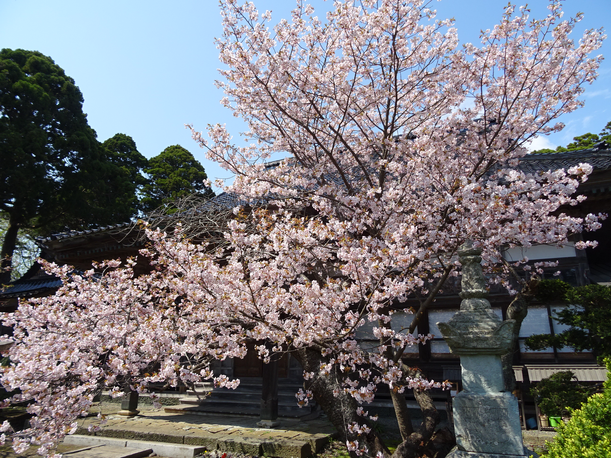 龍雲院の蝦夷霞桜