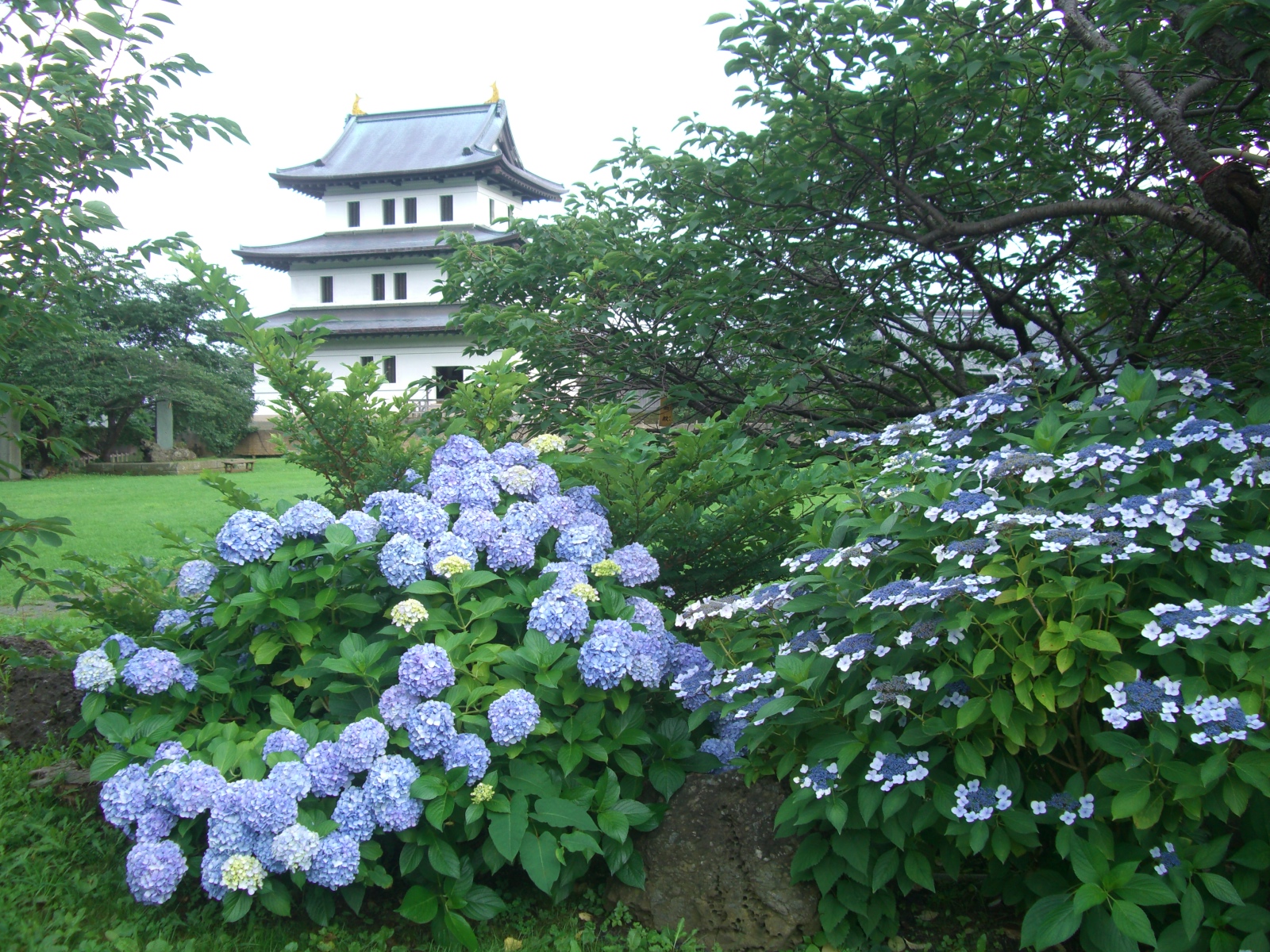 松前公園の紫陽花