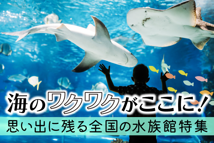JAF会員優待が使える人気の水族館