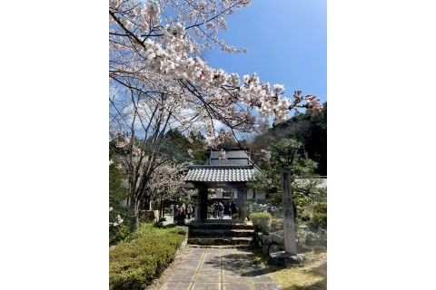 勝楽寺　桜