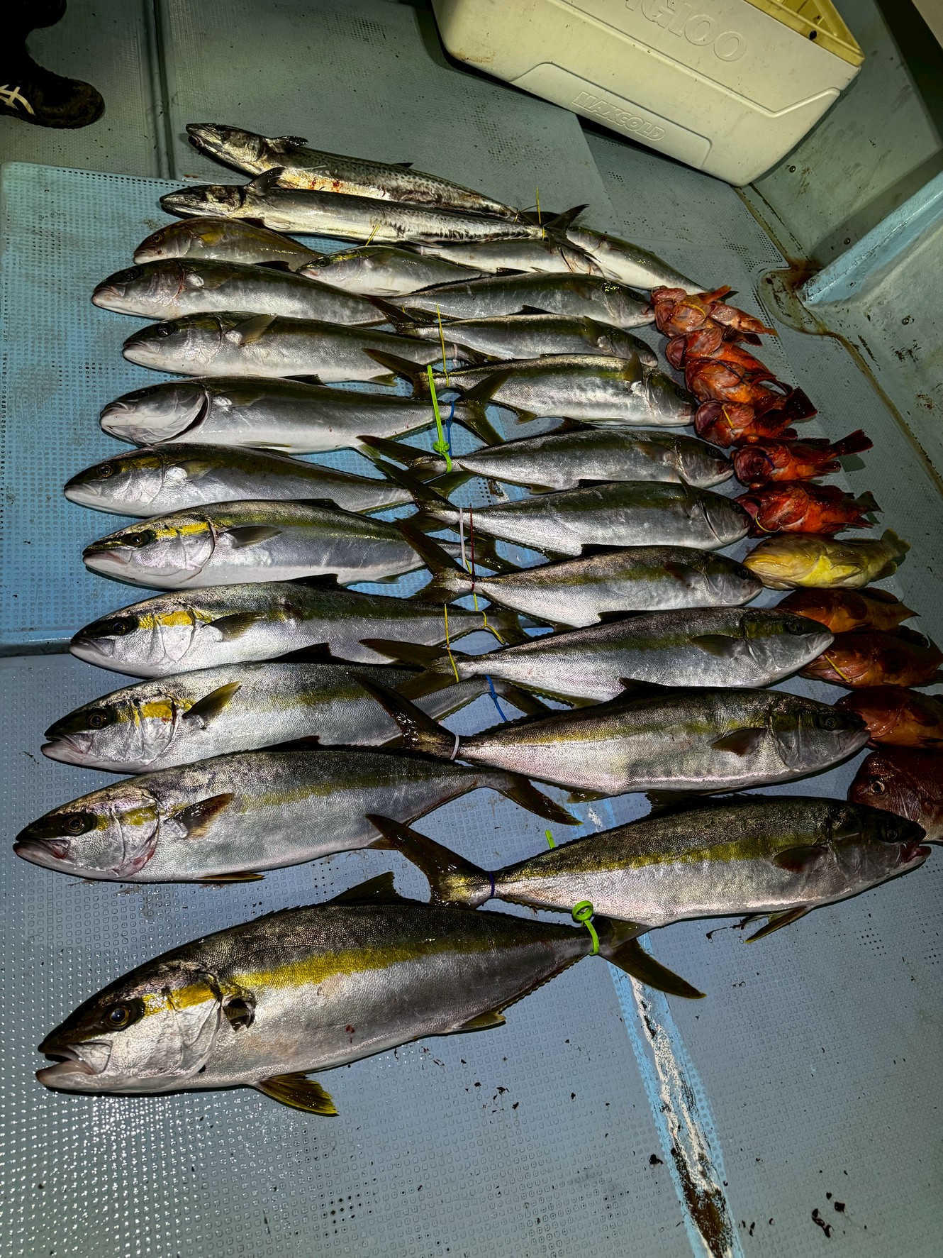 佐賀　唐津　遊漁船ビゴップ