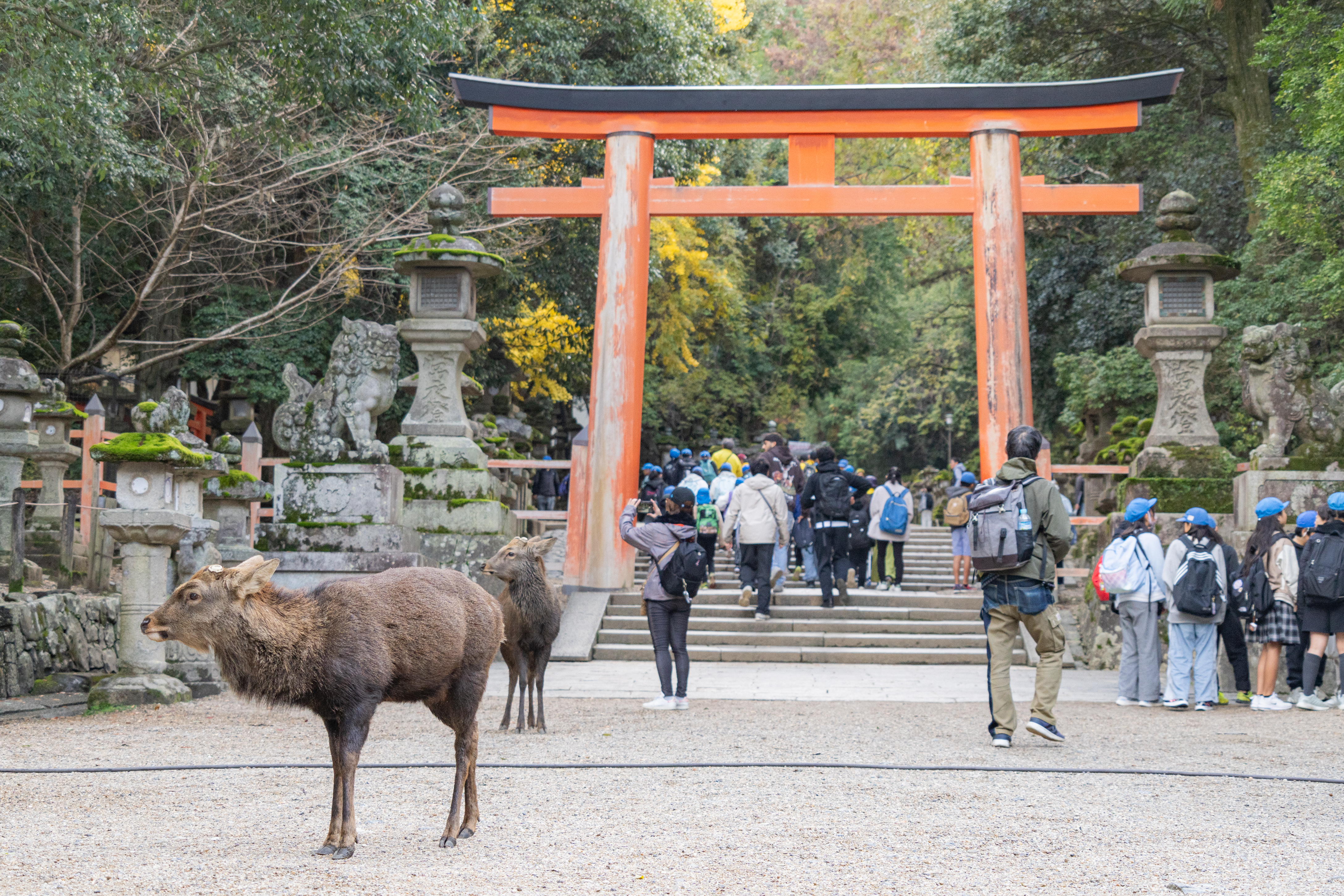 nara tours
