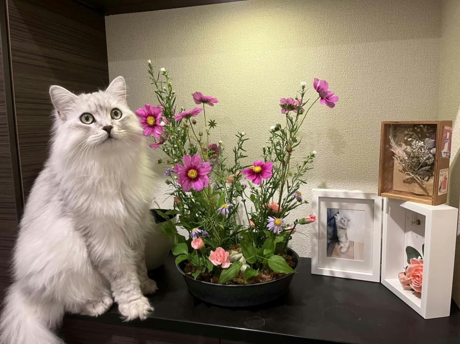花の横に座る猫